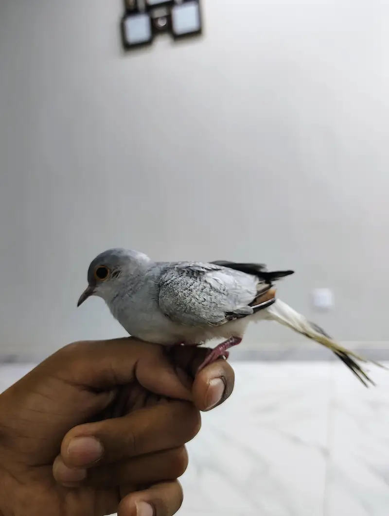 Hand Tame Diamond Doves for Sale - Active & Healthy Pair