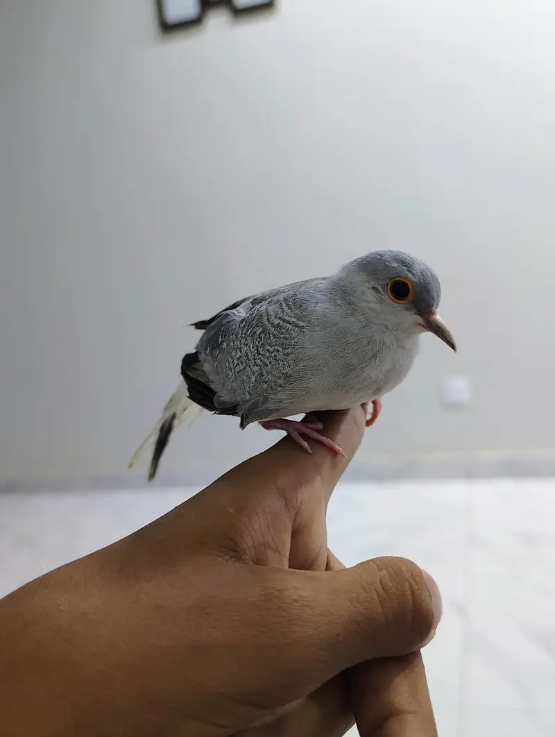 Hand Tame Diamond Doves for Sale - Active & Healthy Pair — photo 2