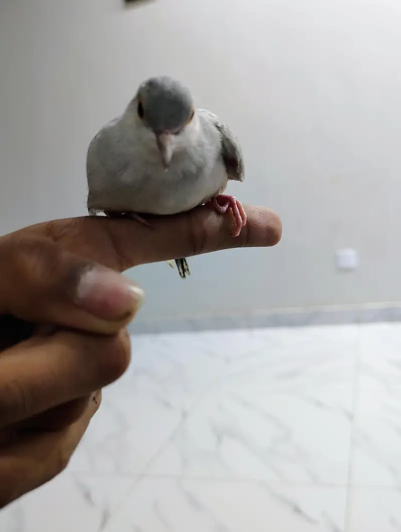 Hand Tame Diamond Doves for Sale - Active & Healthy Pair — photo 3