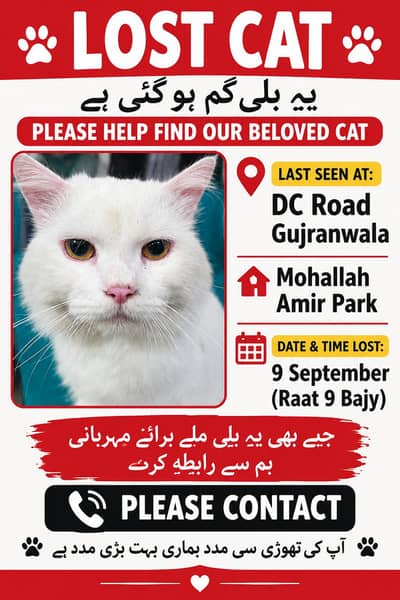 Cat lost help me to find !