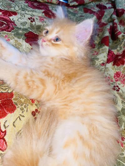 Persian kitten