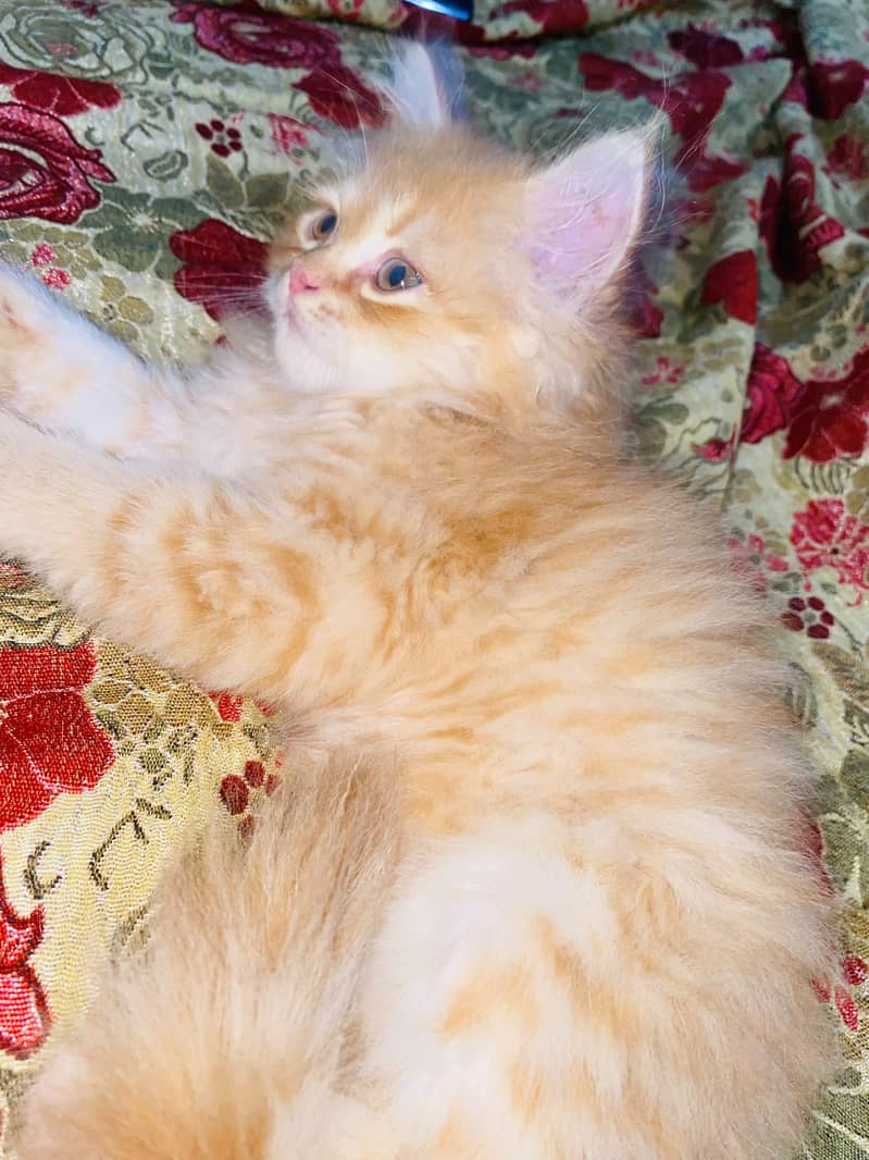 Persian kitten 0