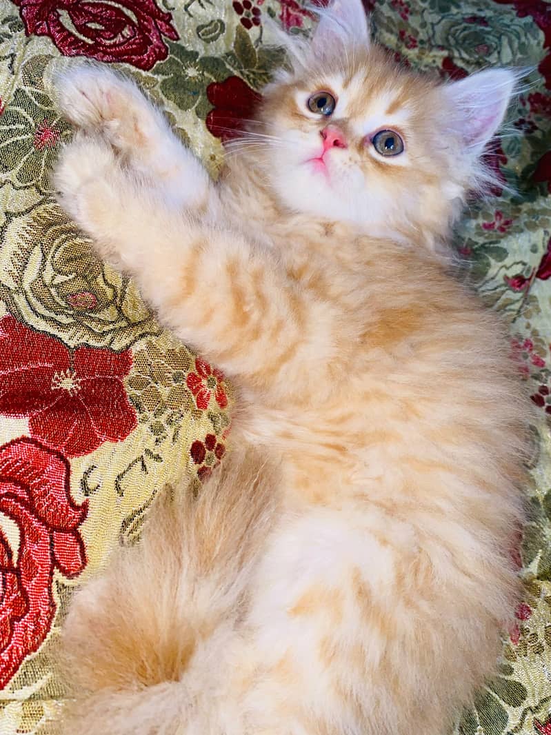 Persian kitten 1