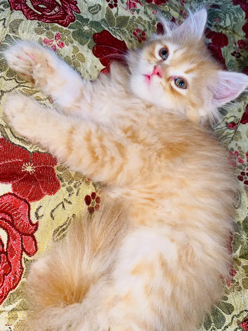 Persian kitten — photo 3