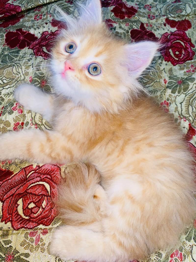 Persian kitten 3