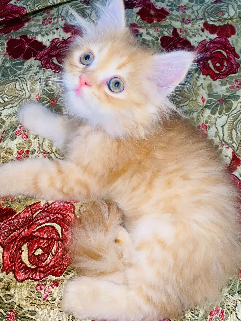 Persian kitten — photo 4