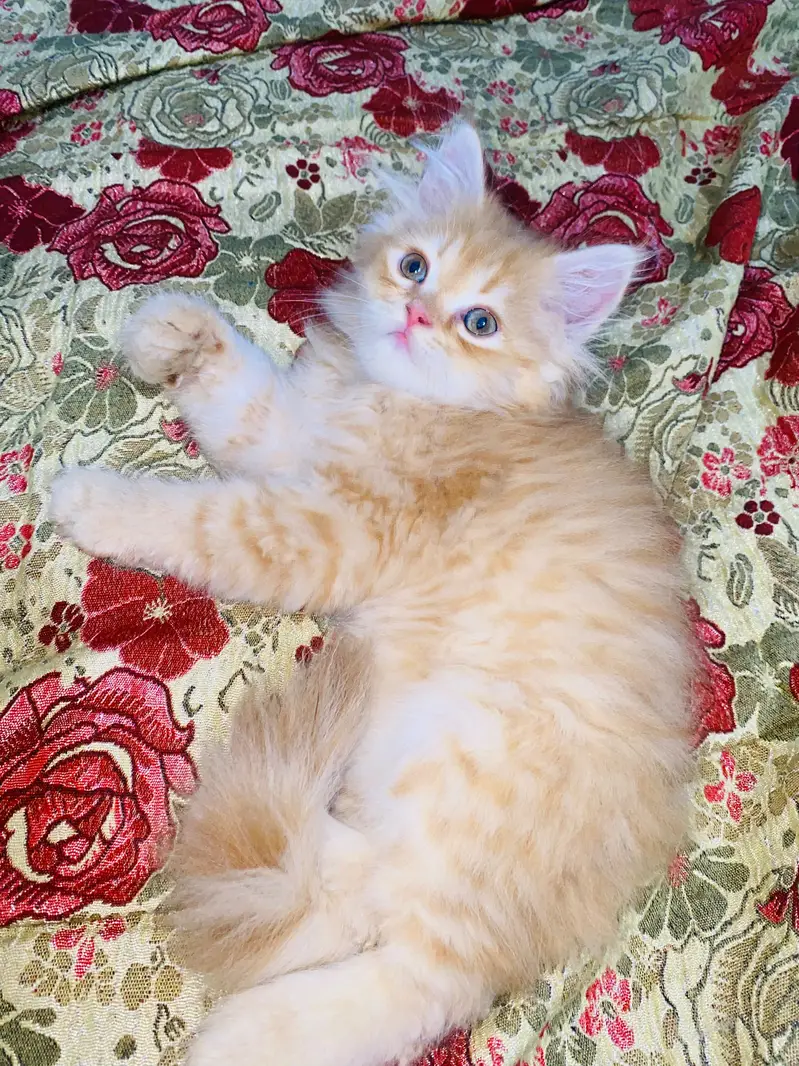 Persian kitten — photo 5
