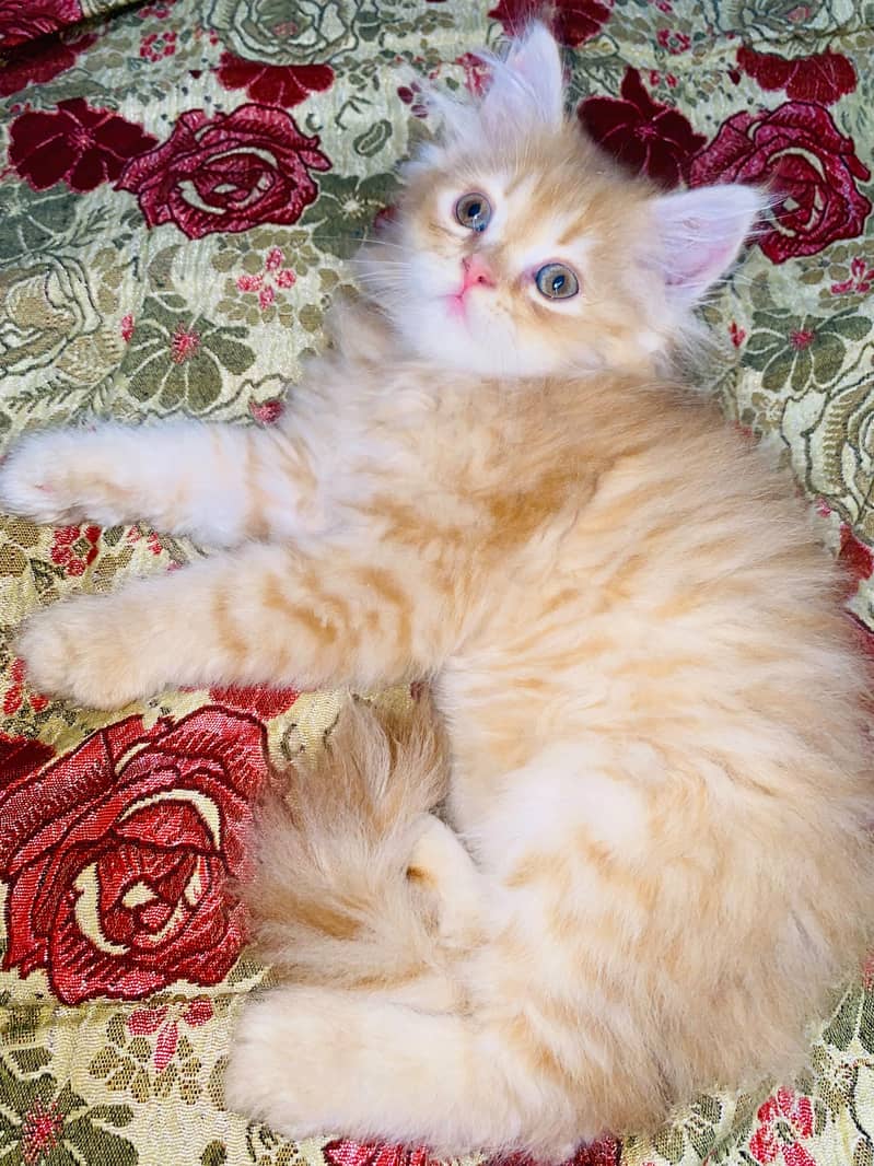 Persian kitten 5