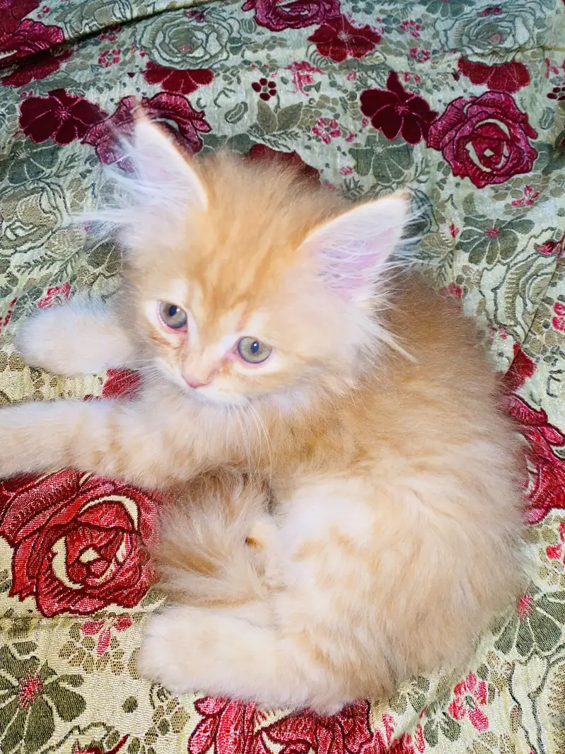 Persian kitten — photo 7