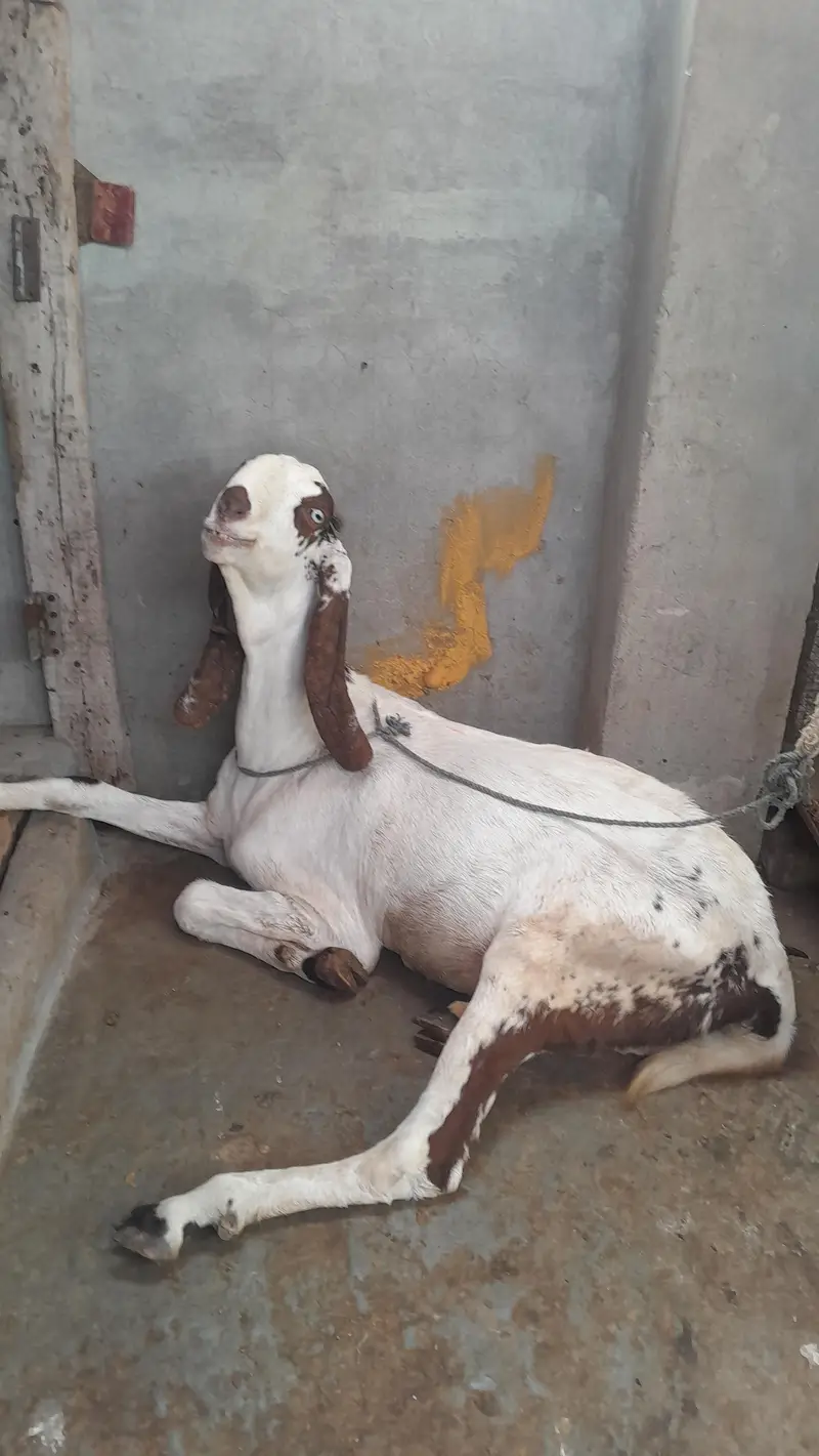fresh cross makki chini — photo 3