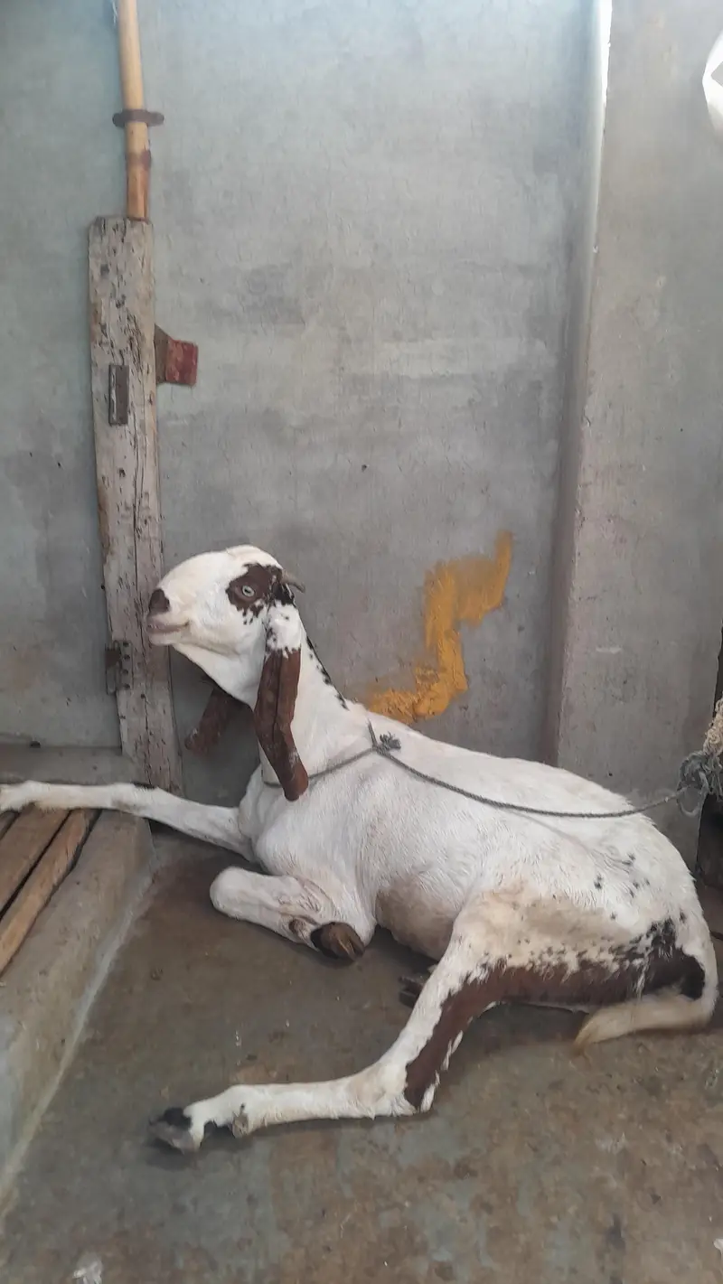 fresh cross makki chini — photo 4