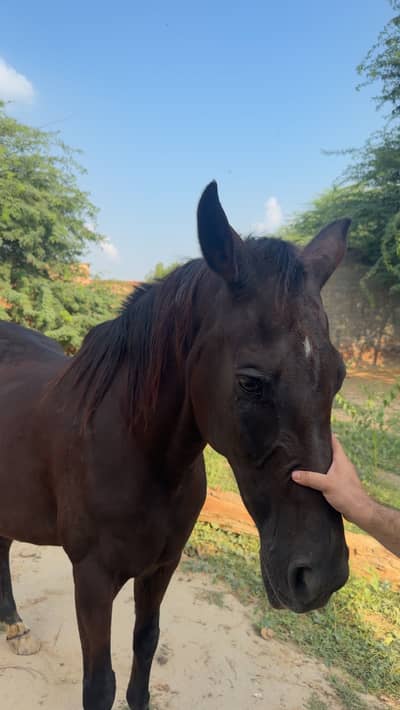 Mare for Sale – Registered Army Remount Mare