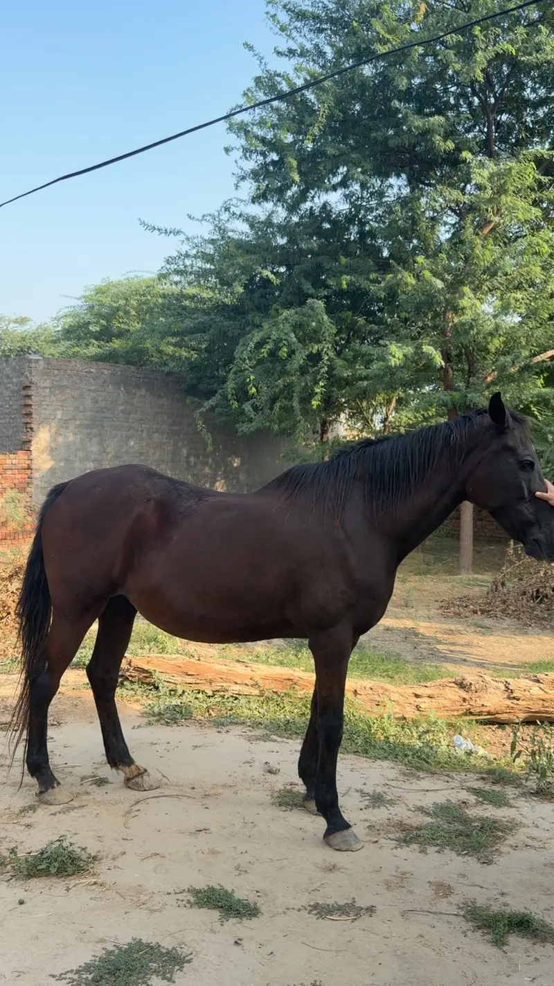 Mare for Sale – Registered Army Remount Mare — photo 2