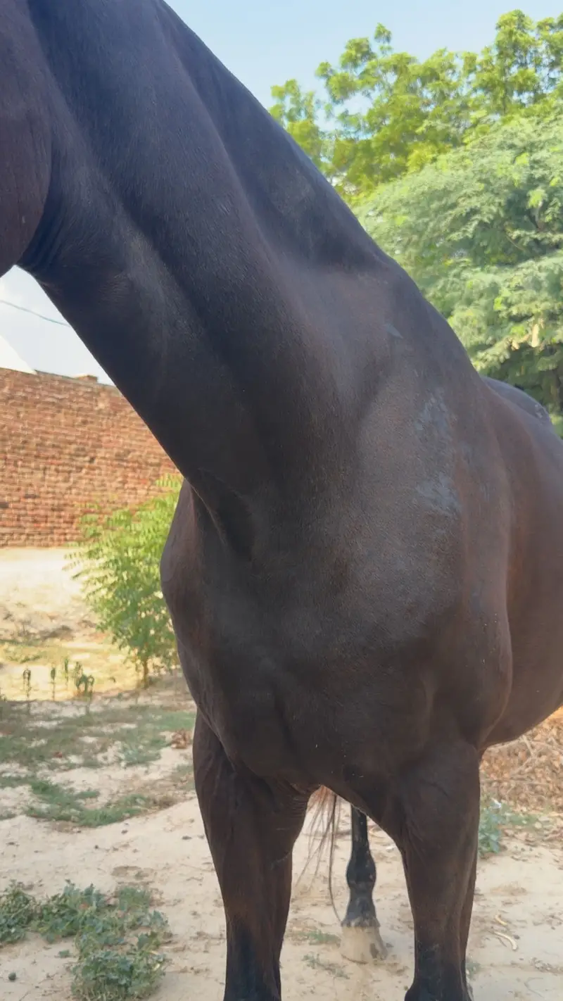 Mare for Sale – Registered Army Remount Mare — photo 3