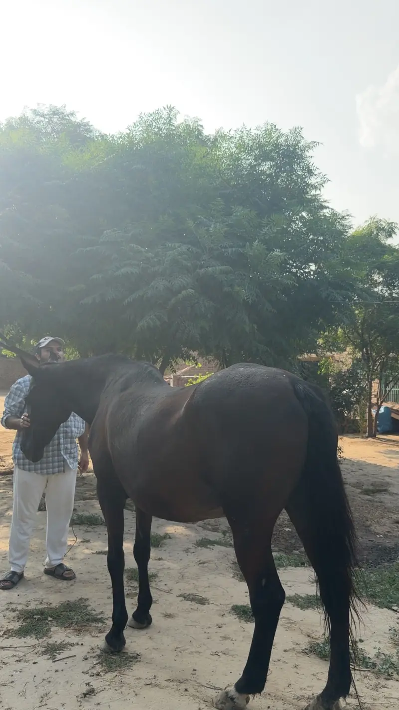 Mare for Sale – Registered Army Remount Mare — photo 4