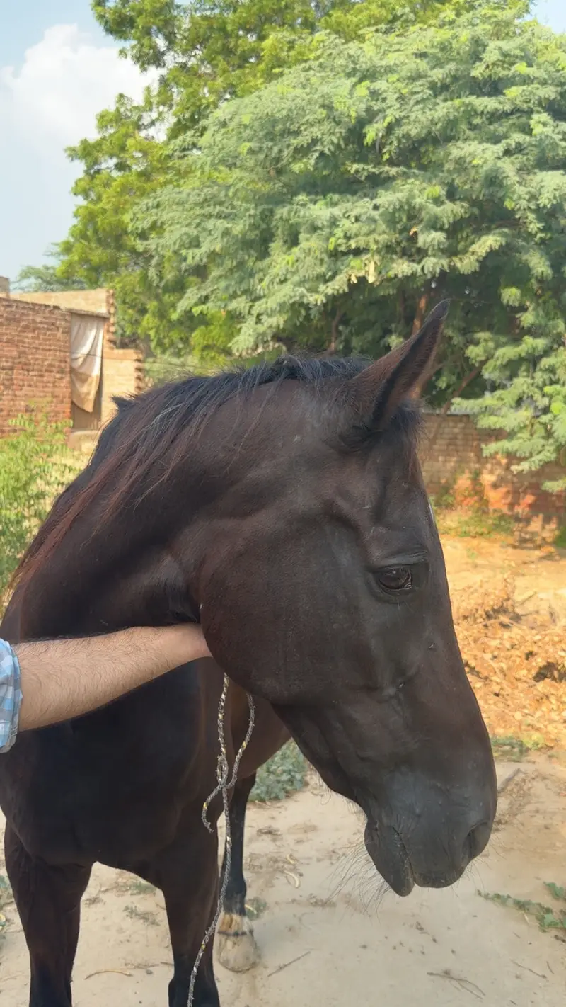Mare for Sale – Registered Army Remount Mare — photo 5