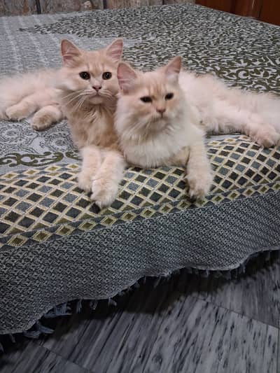 Persian three coated kitten