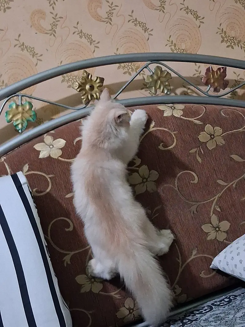 Persian three coated kitten — photo 2