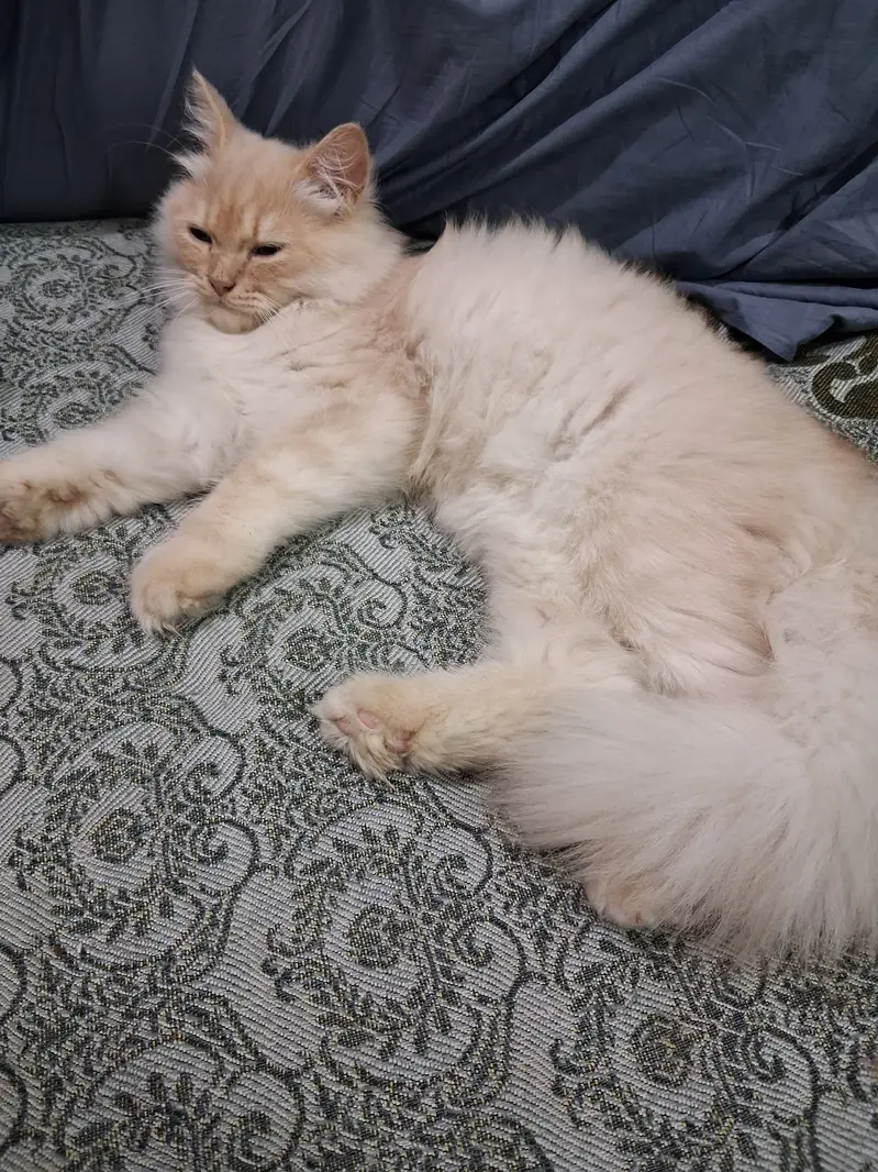 Persian three coated kitten — photo 3