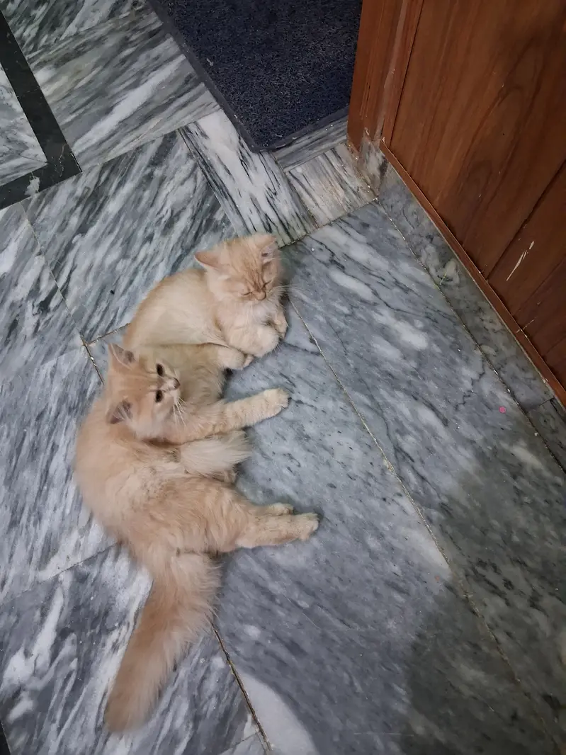 Persian three coated kitten — photo 4