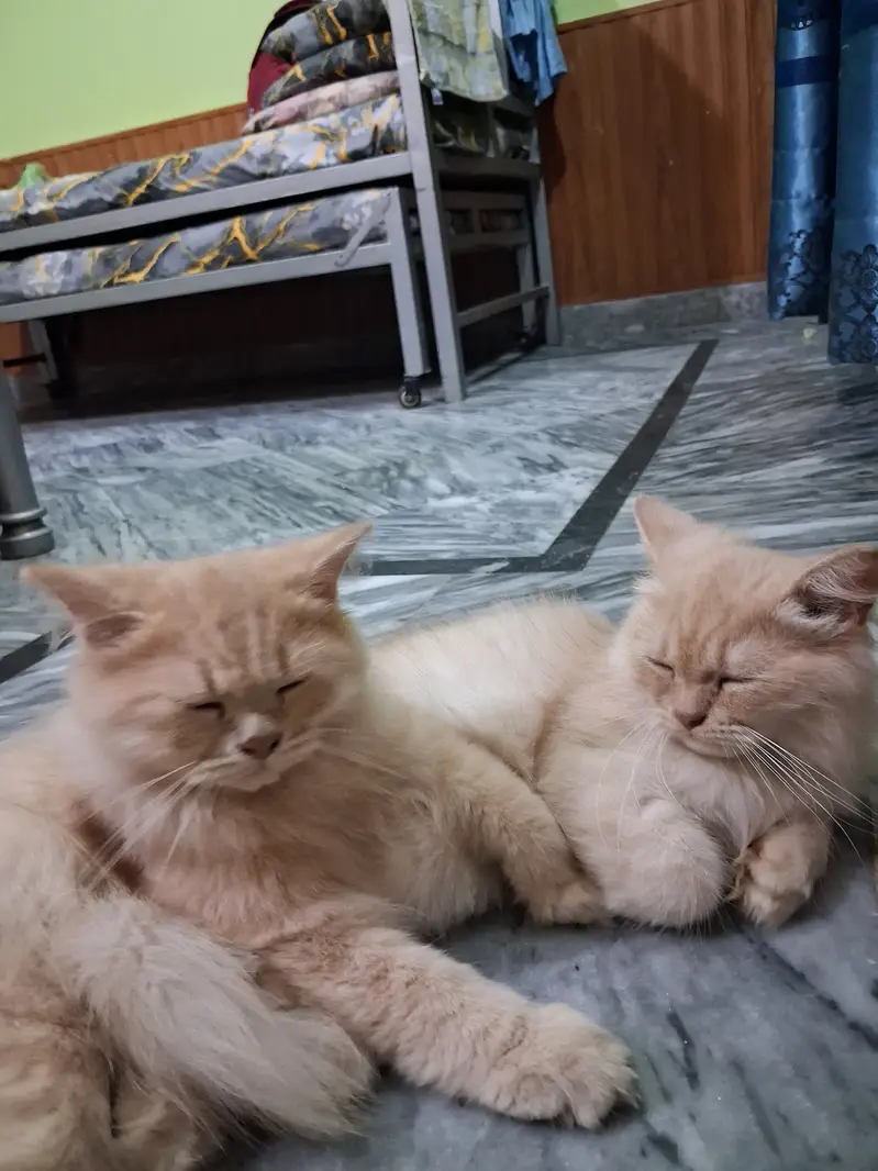 Persian three coated kitten — photo 5