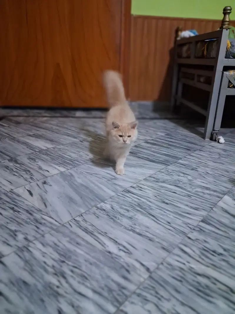 Persian three coated kitten — photo 6