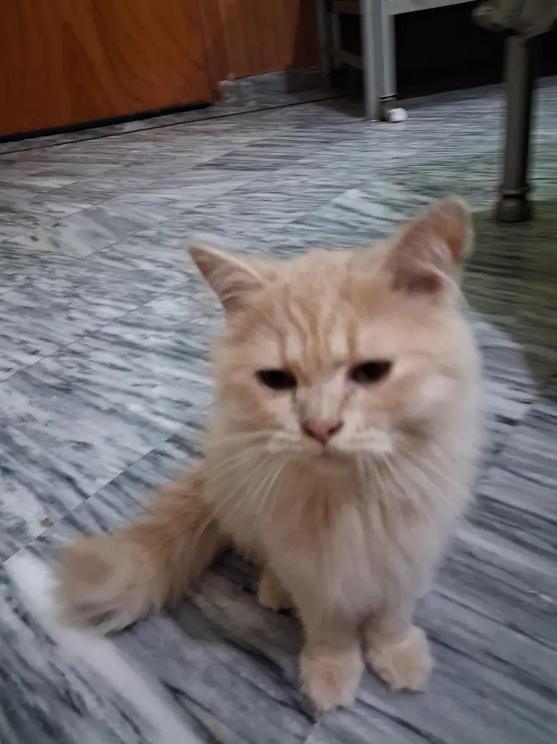 Persian three coated kitten — photo 7