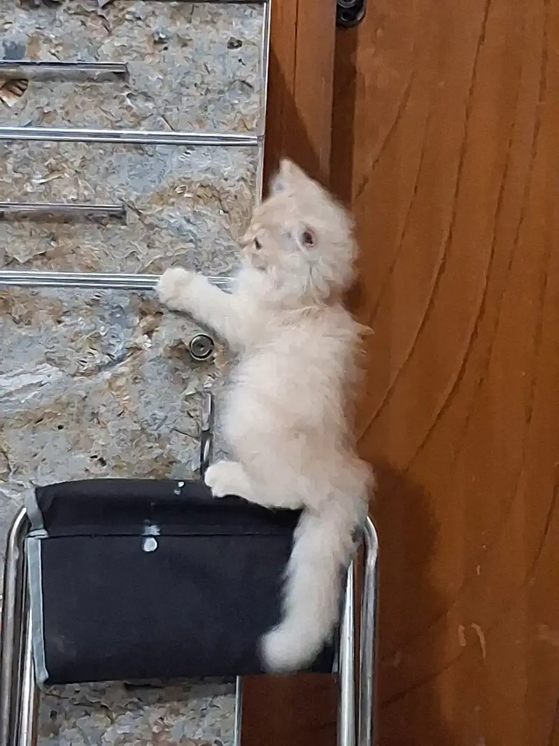 Persian three coated kitten — photo 8
