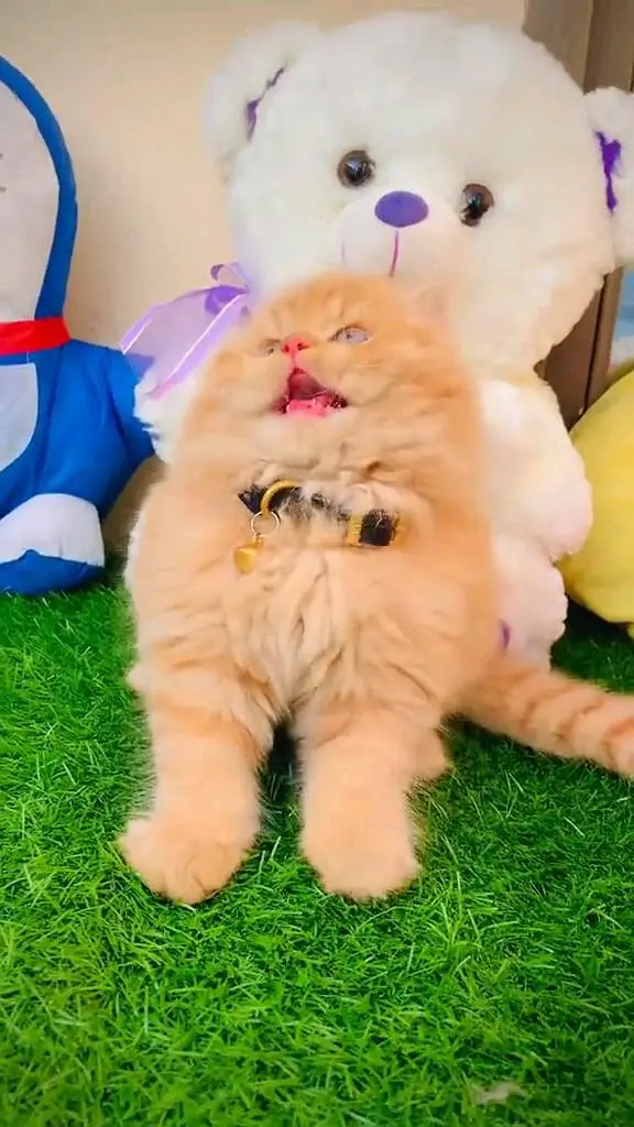 Persian kitten for urgent sale triple cod WhatsAp o/3/4/o/1/4/3/o/o/37 — photo 2