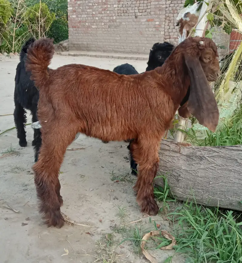 Desi goats | sahiwal nasal |  بکرا | High quality Goats for Sale | — photo 11