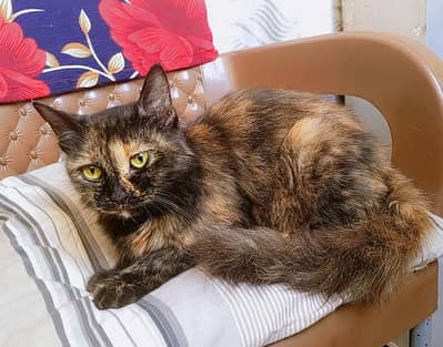female cat looking for a new home