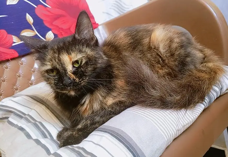 female cat looking for a new home — photo 2