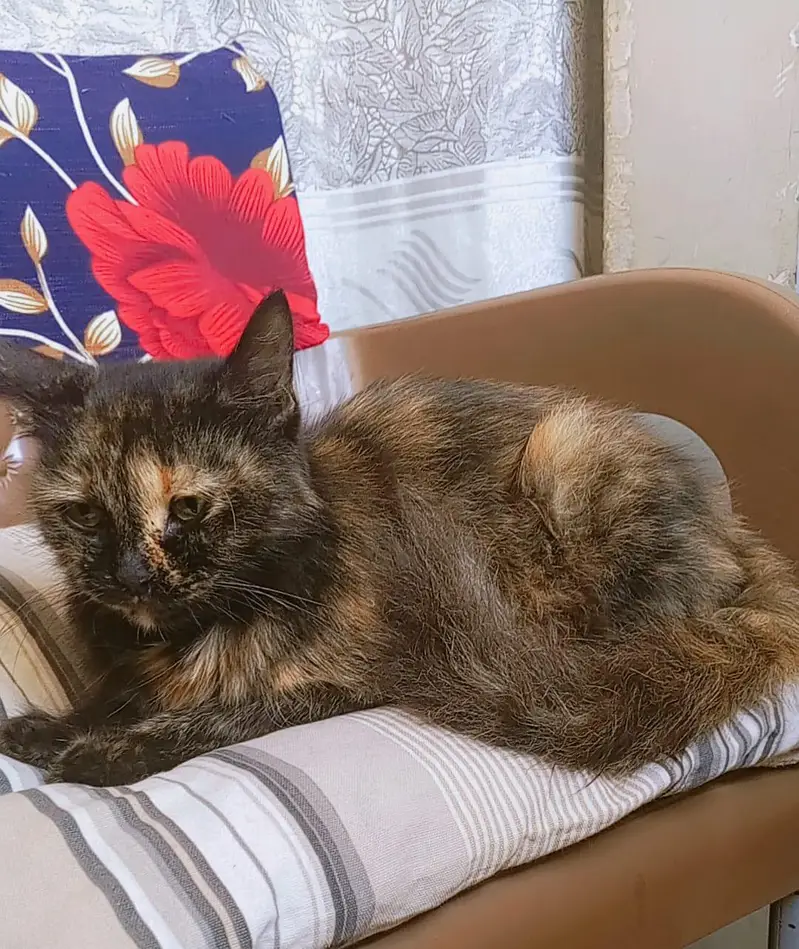 female cat looking for a new home — photo 3
