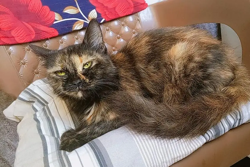 female cat looking for a new home — photo 4