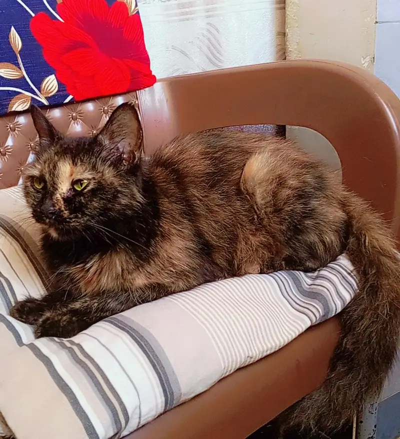 female cat looking for a new home — photo 5