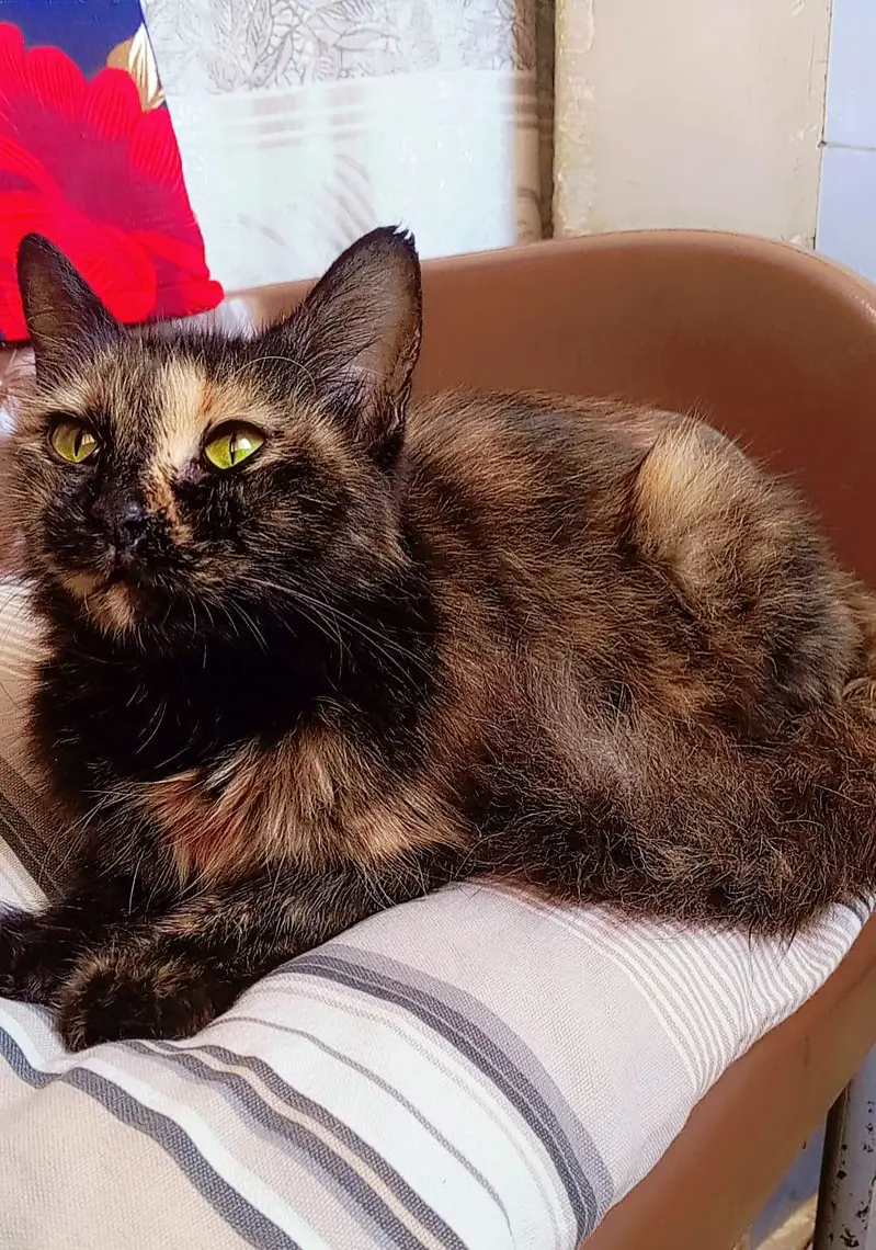 female cat looking for a new home — photo 6