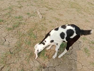 Healthy Goat with Kids for Sale