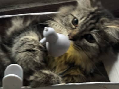 Persian cat