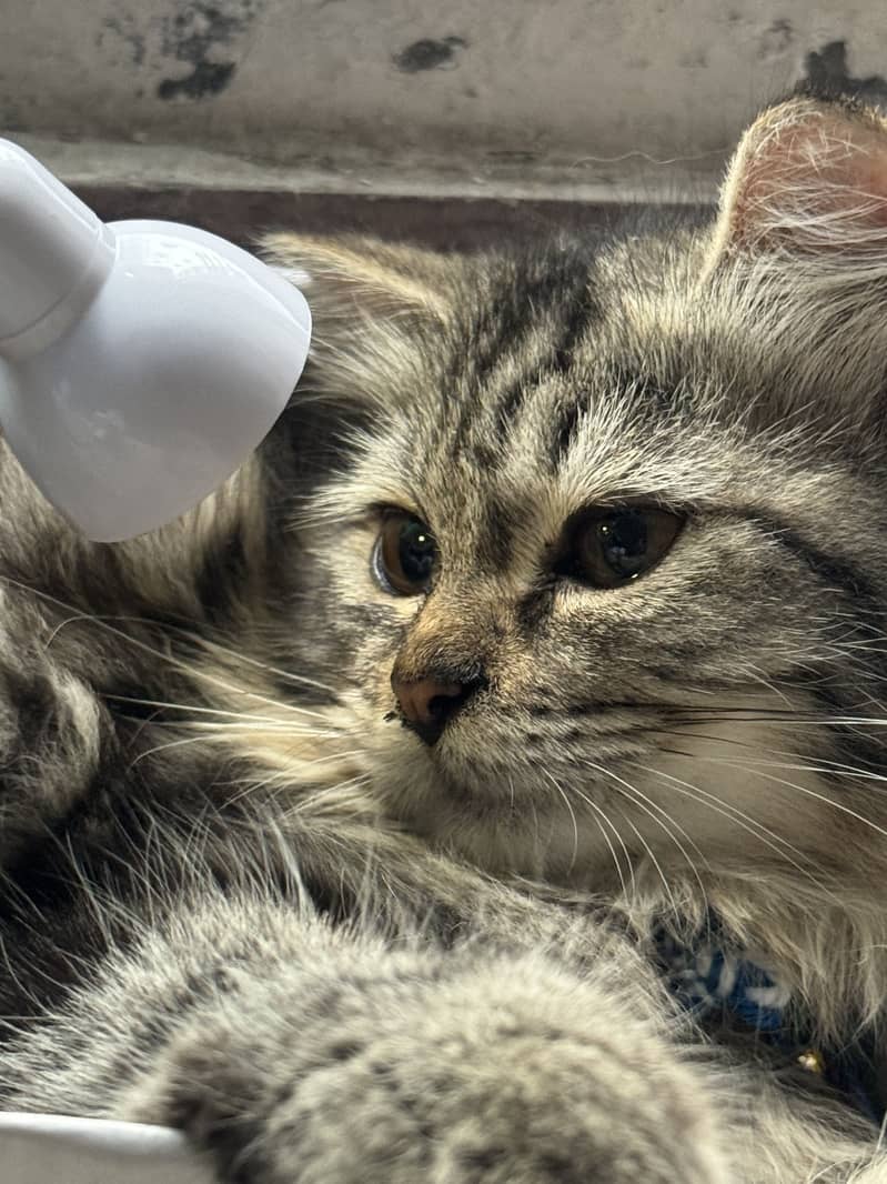 Persian cat 2