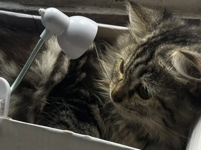 Persian cat — photo 4