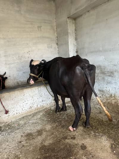 Bhains for sale