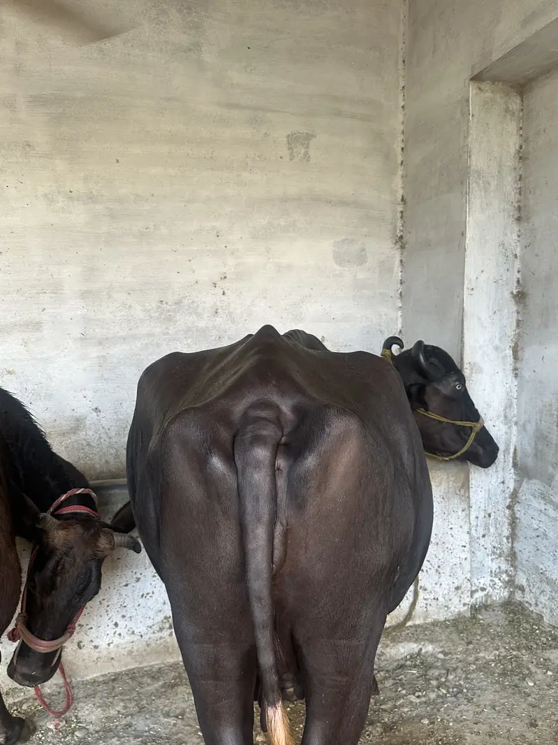 Bhains for sale — photo 2
