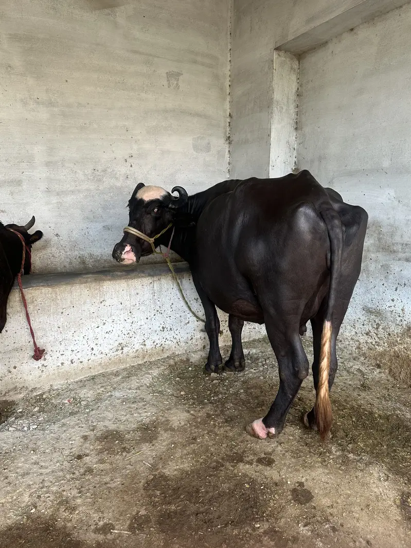 Bhains for sale — photo 4
