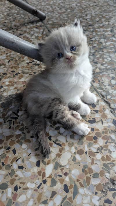 Adorable Persian Male kitten