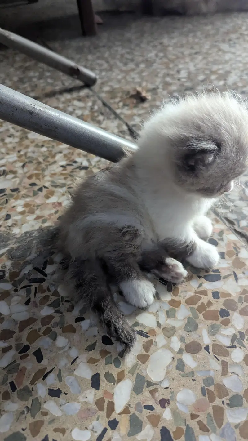 Adorable Persian Male kitten — photo 2