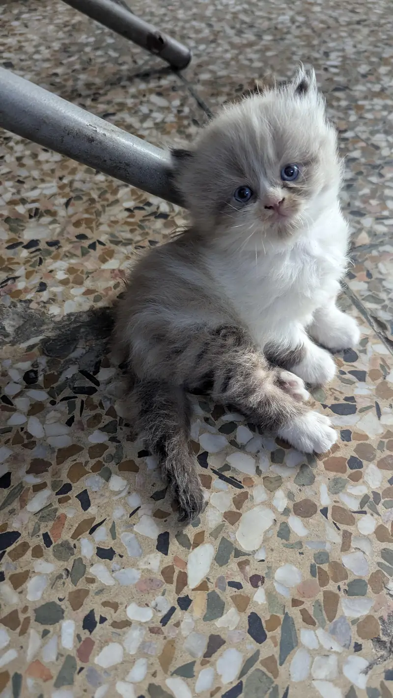 Adorable Persian Male kitten — photo 3