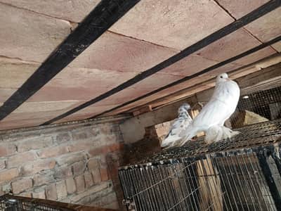 gubara breader pair aur ak male extra available for sale