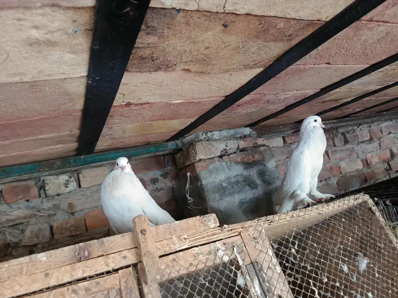 gubara breader pair aur ak male extra available for sale — photo 2