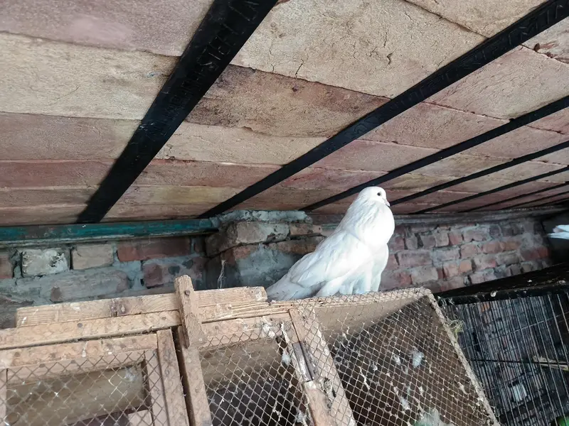 gubara breader pair aur ak male extra available for sale — photo 3