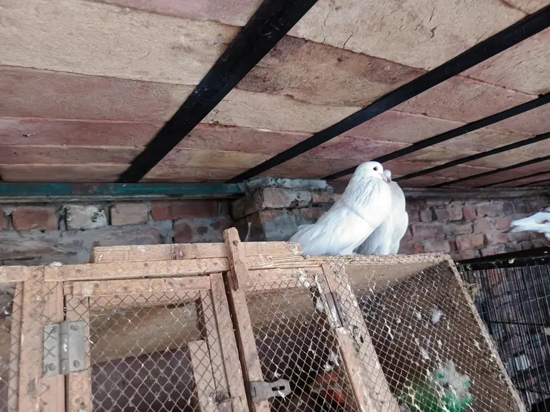 gubara breader pair aur ak male extra available for sale — photo 4